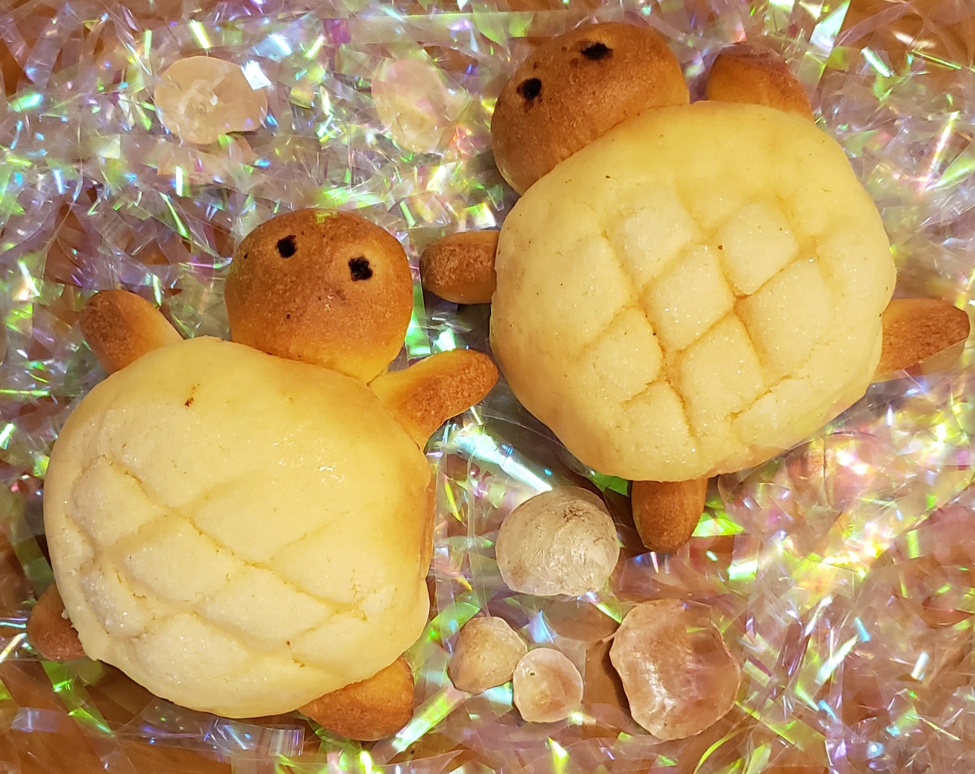 かわいい湘南カメロンパン